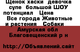 Щенок хаски, девочка супе, большой ШОУ потенциал › Цена ­ 50 000 - Все города Животные и растения » Собаки   . Амурская обл.,Благовещенский р-н